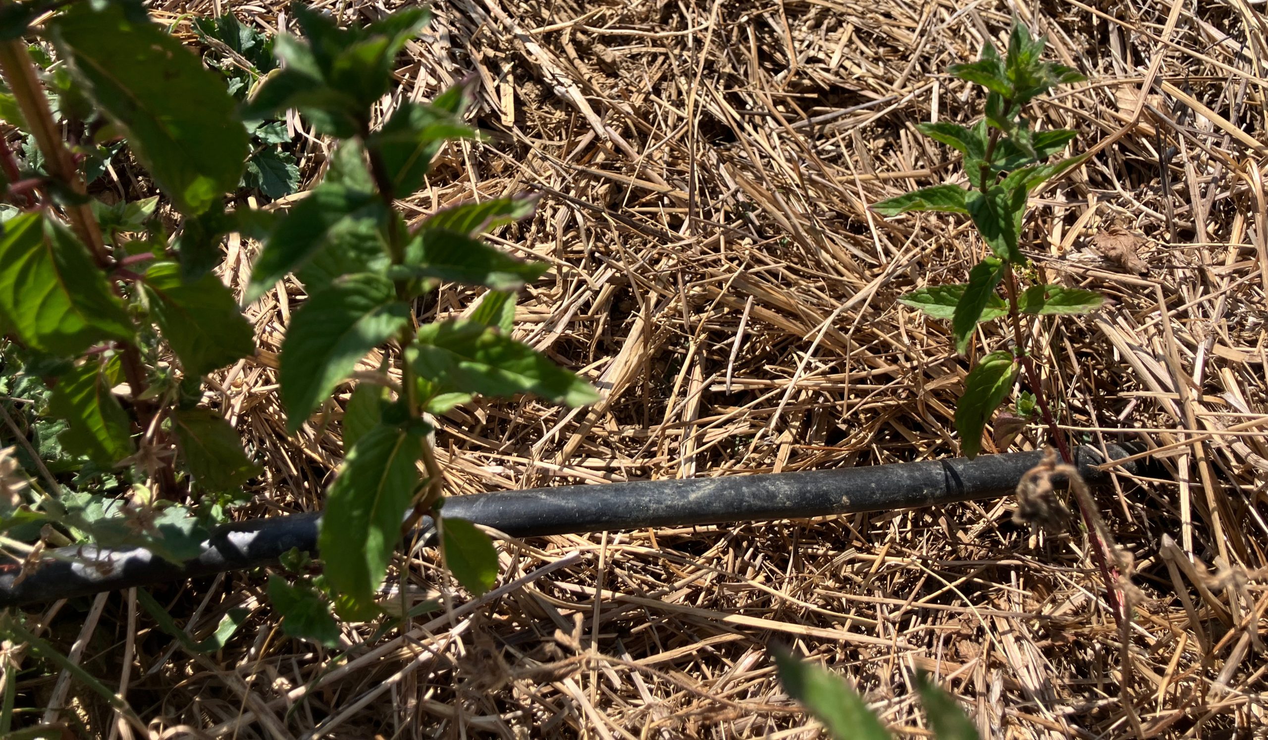 Système de paillage et arrosage au goutte-à-goutte protégeant nos plants de menthe poivrée bio en Auvergne.