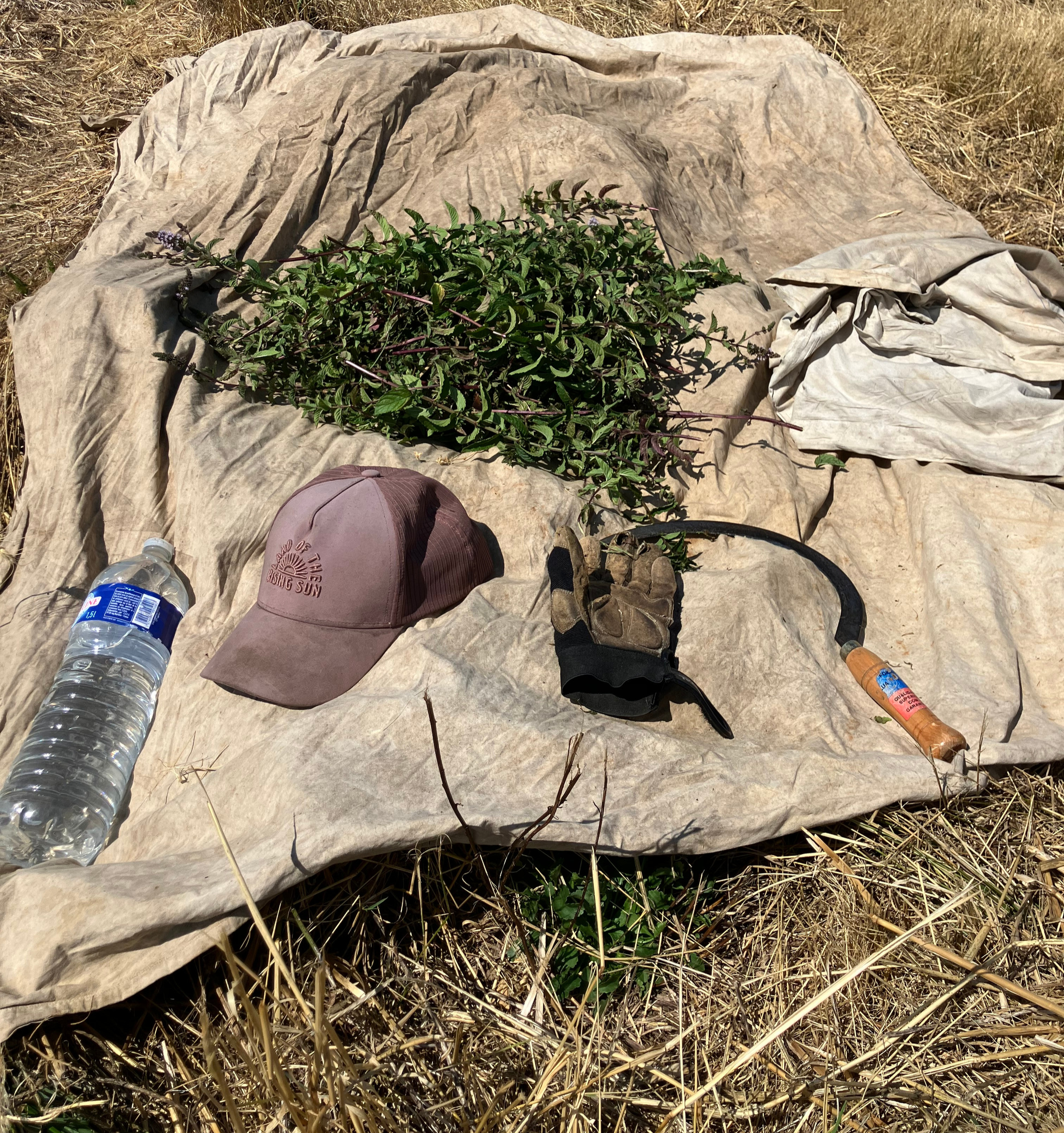 Le matériel indispensable de notre producteur pour la cueillette de menthe poivrée : gant à gauche, faucille à droite et sac de récolte en Auvergne.