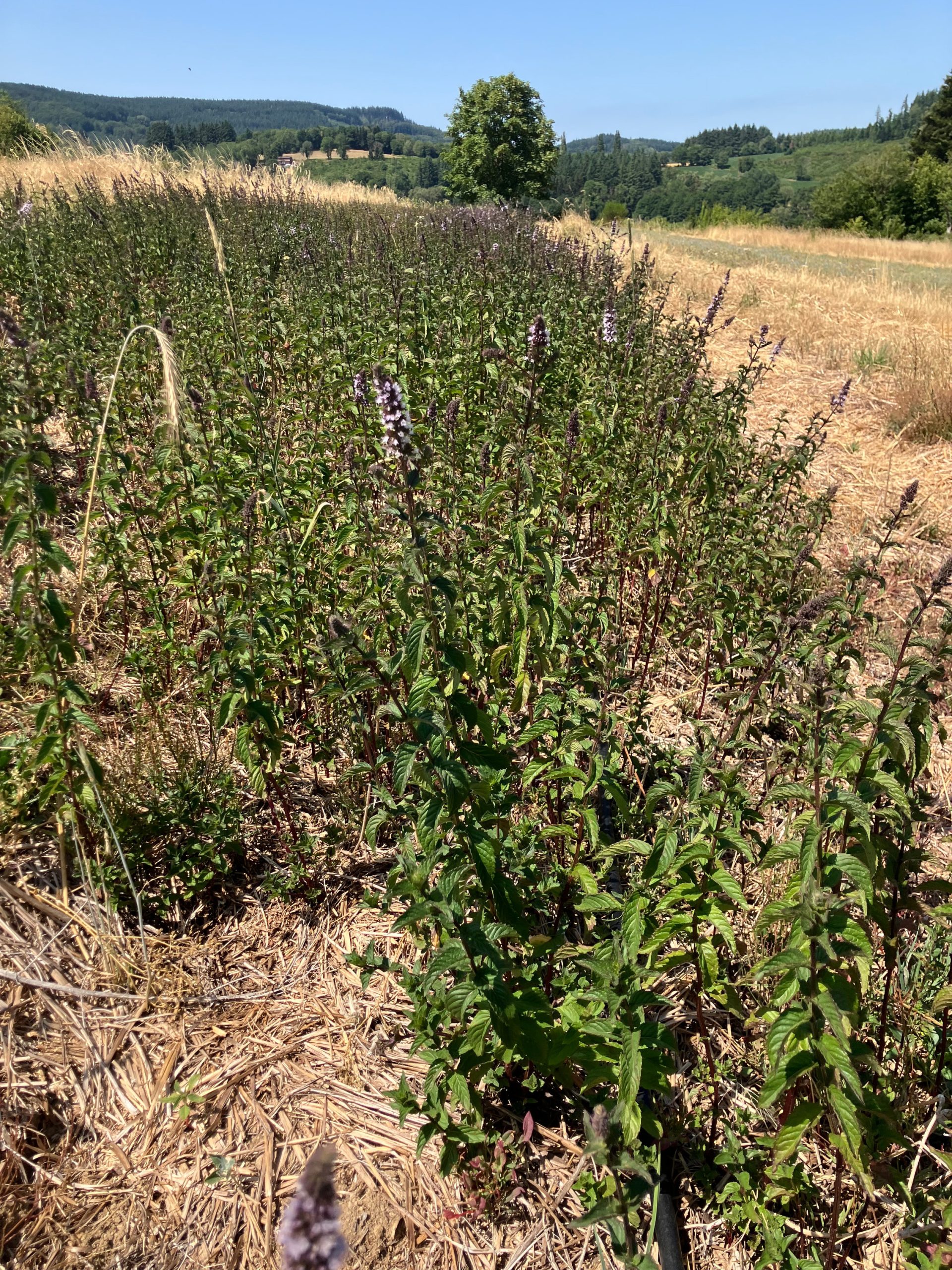 Vue d'une parcelle luxuriante de menthe poivrée en deuxième année sur notre ferme en Auvergne